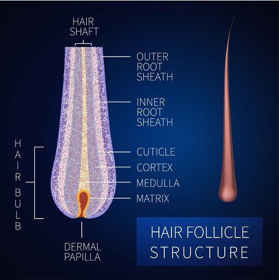 Aufbau eines Haars zum besseren Verständnis bei Haarausfall